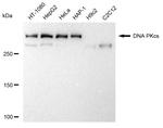 DNA-PK Antibody in Western Blot (WB)