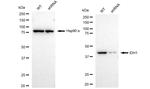 IDH1 Antibody