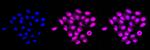 PRDX1 Antibody in Immunocytochemistry (ICC/IF)