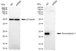 PRDX1 Antibody