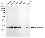 PRDX1 Antibody in Western Blot (WB)