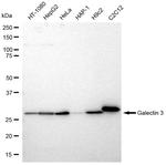 Galectin 3 Antibody in Western Blot (WB)