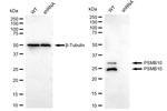 PSMB10 Antibody