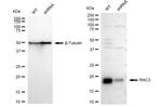 RAC3 Antibody