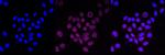 NME1 Antibody in Immunocytochemistry (ICC/IF)