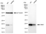 NME1 Antibody