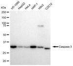 Caspase 3 Antibody in Western Blot (WB)