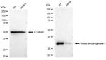 MDH2 Antibody