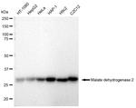 MDH2 Antibody in Western Blot (WB)