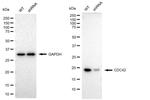 Cdc42 Antibody