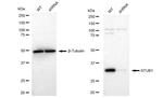 STUB1 Antibody