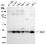 STUB1 Antibody in Western Blot (WB)