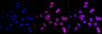 MEK1 Antibody in Immunocytochemistry (ICC/IF)