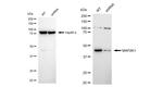 MEK1 Antibody