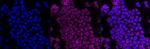 Complement C3 Antibody in Immunocytochemistry (ICC/IF)