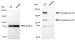 Complement C3 Antibody