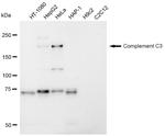 Complement C3 Antibody in Western Blot (WB)