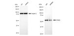 PAK2 Antibody