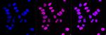 CAF1 p150 Antibody in Immunocytochemistry (ICC/IF)