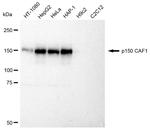 CAF1 p150 Antibody in Western Blot (WB)