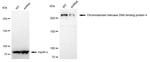 CHD4 Antibody