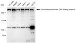 CHD4 Antibody in Western Blot (WB)