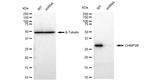 CHMP2B Antibody