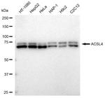 ACSL4 Antibody in Western Blot (WB)