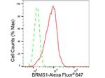 BRMS1 Antibody in Flow Cytometry (Flow)