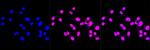 BRMS1 Antibody in Immunocytochemistry (ICC/IF)