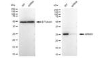 BRMS1 Antibody