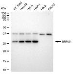 BRMS1 Antibody in Western Blot (WB)