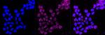 CD58 Antibody in Immunocytochemistry (ICC/IF)