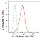 CLIP1 Antibody in Flow Cytometry (Flow)