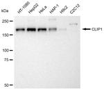 CLIP1 Antibody in Western Blot (WB)