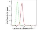 Caveolin 3 Antibody in Flow Cytometry (Flow)