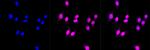 BIN1 Antibody in Immunocytochemistry (ICC/IF)