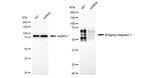 BIN1 Antibody