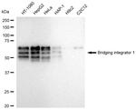 BIN1 Antibody in Western Blot (WB)