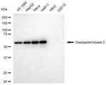 CHK2 Antibody in Western Blot (WB)