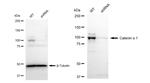 Catenin alpha-1 Antibody