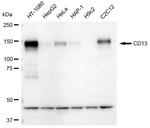 CD13 Antibody in Western Blot (WB)