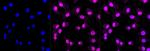 Caspase 3 p12 Antibody in Immunocytochemistry (ICC/IF)