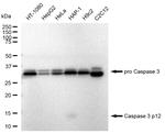 Caspase 3 p12 Antibody in Western Blot (WB)