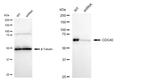 Cdc40 Antibody