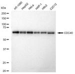 Cdc40 Antibody in Western Blot (WB)