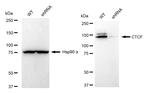 CTCF Antibody