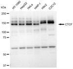 CTCF Antibody in Western Blot (WB)