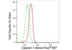 Mu-Calpain Antibody in Flow Cytometry (Flow)