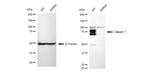 Mu-Calpain Antibody